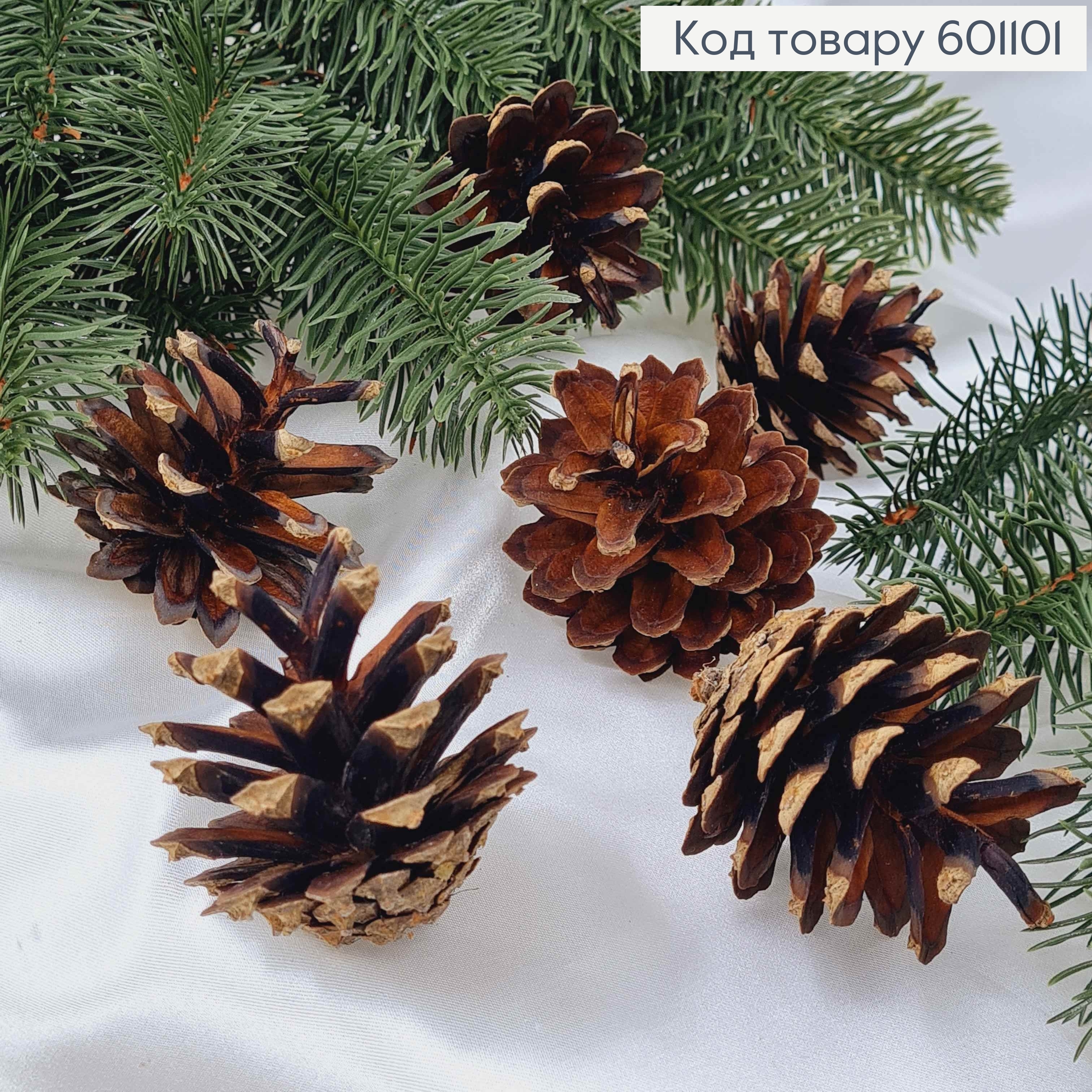 Шишка сосновая натуральная в ассортименте (размер от 4 до 6.5см) 601101 фото 1
