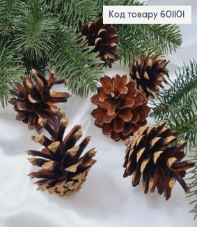 Шишка сосновая натуральная в ассортименте (размер от 4 до 6.5см) 601101 фото