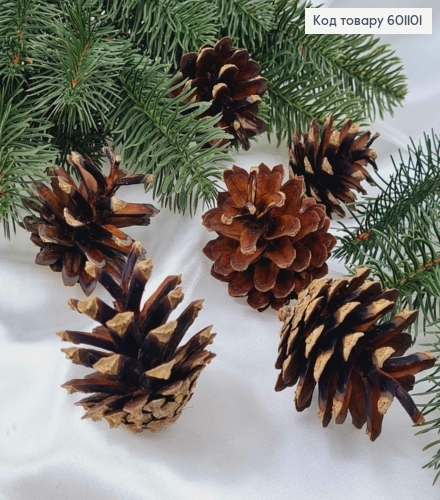 Шишка сосновая натуральная в ассортименте (размер от 4 до 6.5см) 601101 фото 1