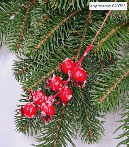 Шиповник КРАСНЫЙ с инеем, 18см 620398 фото 1