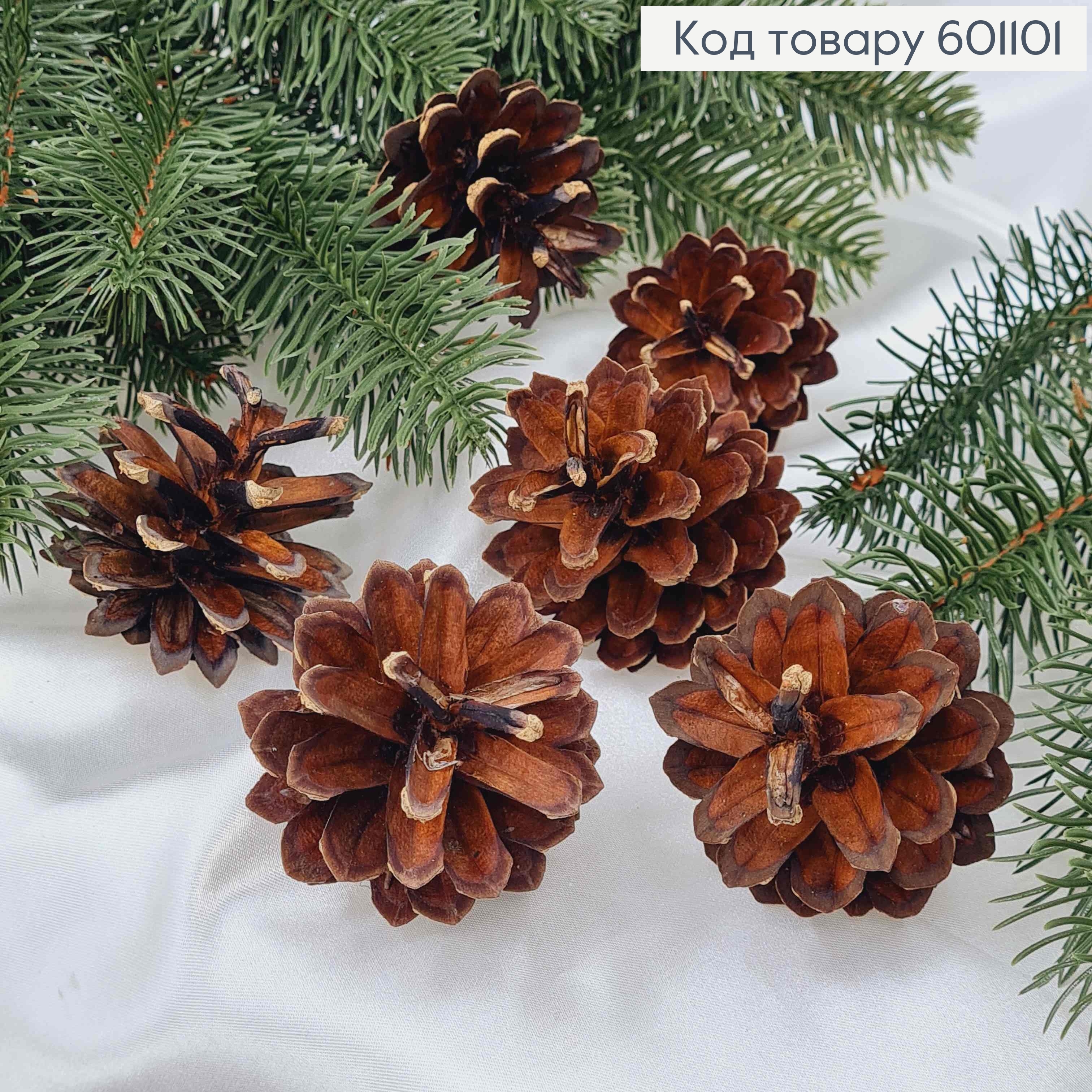 Шишка сосновая натуральная в ассортименте (размер от 4 до 6.5см) 601101 фото 2